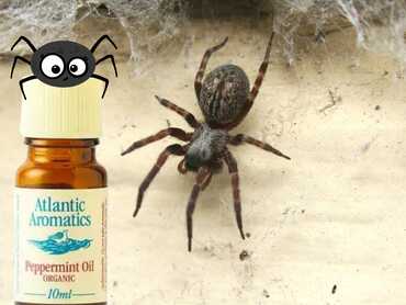 How to Use Peppermint Oil to Deter Spiders Naturally