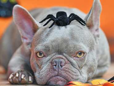 Natural Ways to Keep Your Dog Calm Over Halloween