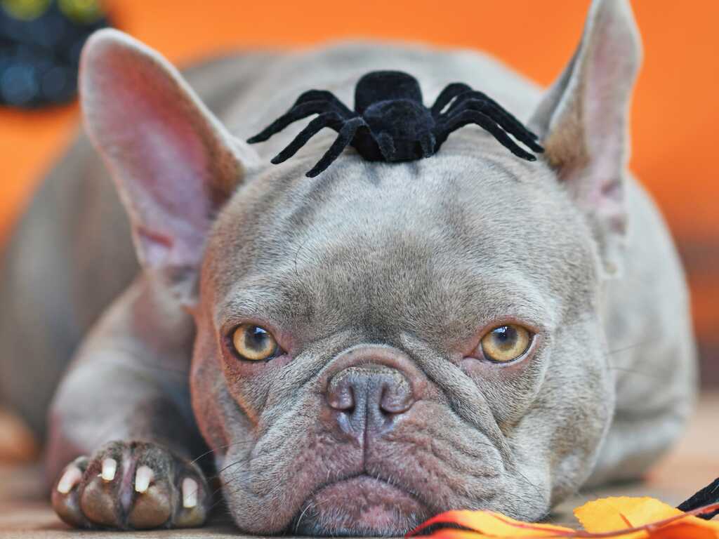 Dog at Halloween