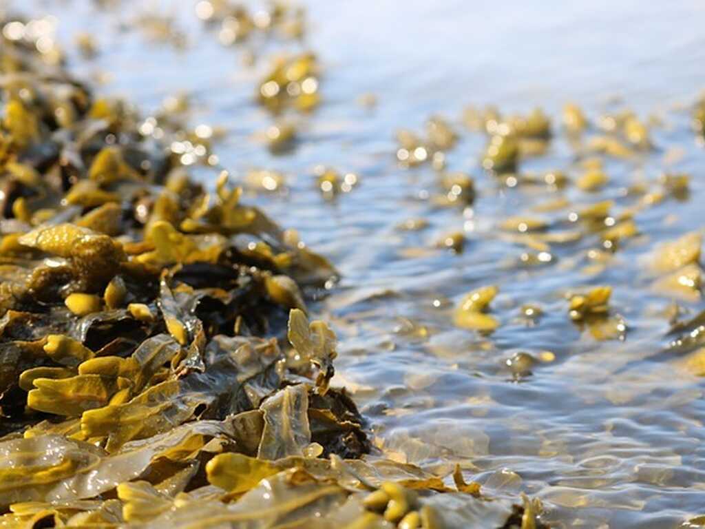 Seaweed 3524238 640