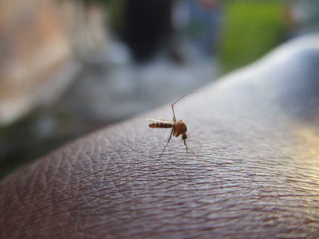 Himasrafeek mosquito 2566773