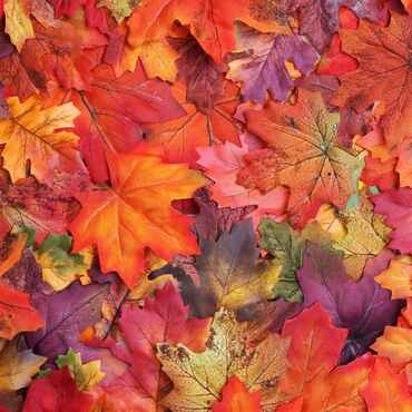 Shop November Offers Category