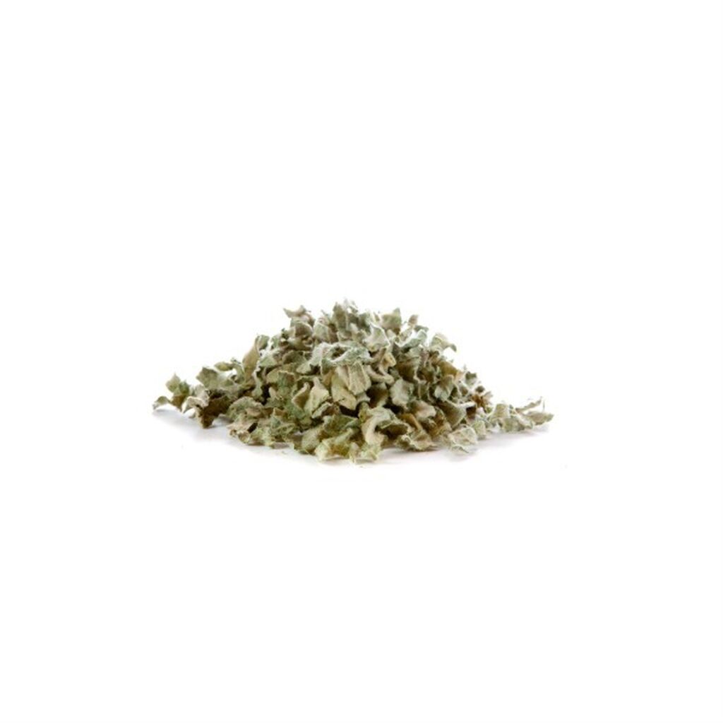 Mullein leaves 1