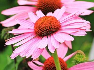 Echinacea A Natural Support for Immunity