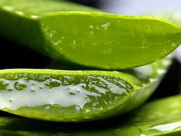 The Amazing Health Benefits Of Aloe Vera