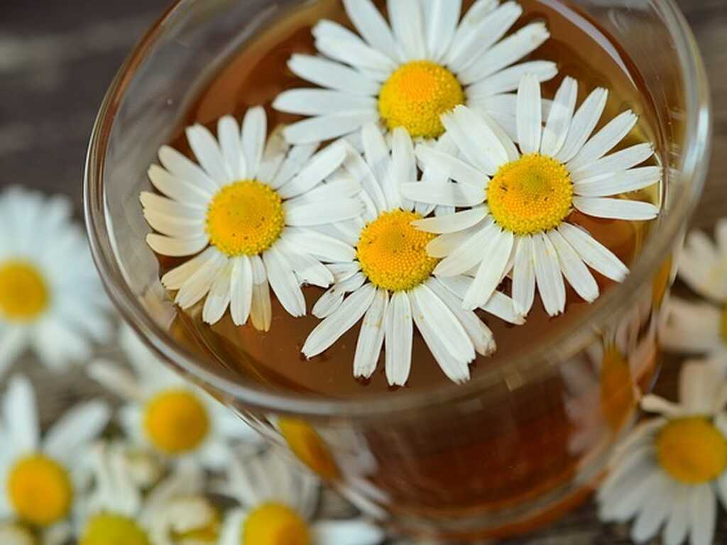 Chamomile g1513d917f 640
