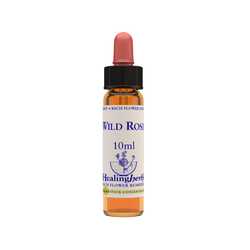 Wild rose 1