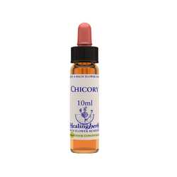 Chicory