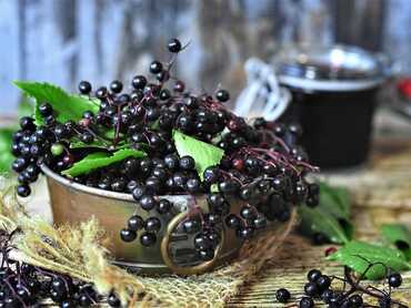 Elderberry Nature’s Finest Healer