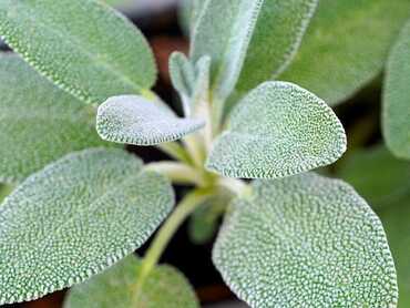 Sage the Kitchen Herb for Menopausal Support
